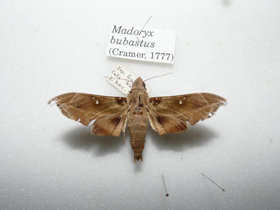 FIGURE 5c FIGURE 5c